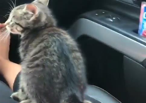 Katzenschiss im Auto
