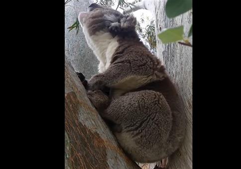 Koala verschluckt sich beim Brunftschrei