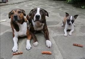 Nicht essen bevor ich OK sage!