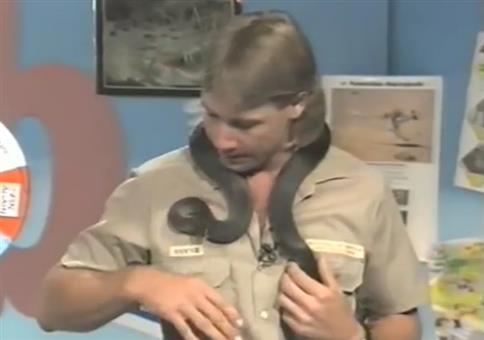 Steve Irwin wird von einer Schlange in den Hals gebissen