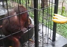 Dieser Affe ist ganz wild auf Bananen