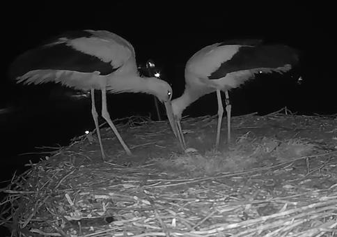 Störche feiern ihr erstes Es