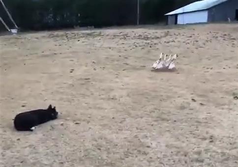 Kontrollierter Gänsemarsch