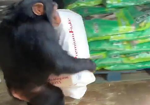 Affe als Hilfsarbeiter