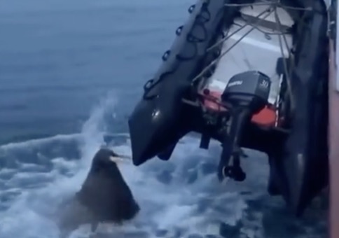 Das Walross macht das Schlauchboot platt