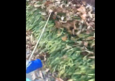 Gefährliches Laubtier