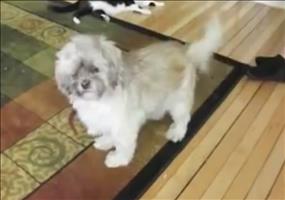 Merkwürdiges Hundegeschrei