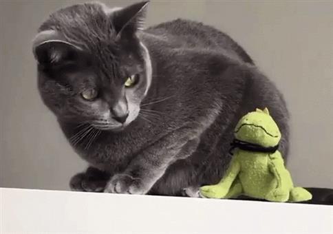 Hornoxe.com - Gifdump #313 - Animierter Picdump