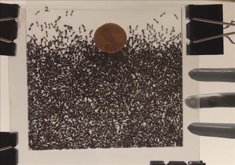 Ameisen im dualen Aggregatzustand