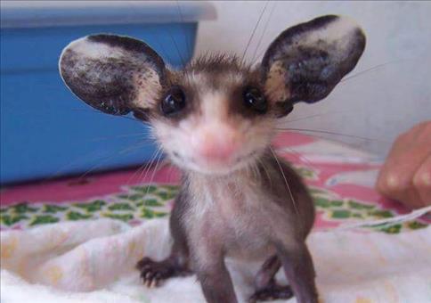 Hornoxe.com – Picdump #452