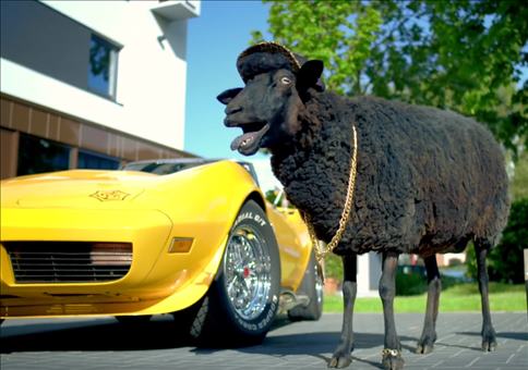 Schwarzes Schaf macht einen ein dicken Pimp