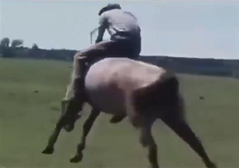Rodeo auf wildem Pferd like a boss