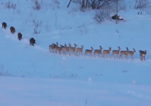 Wildwechselpfad im Schnee