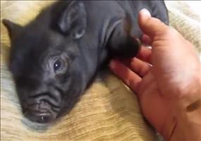 Dem Schweinchen das Bäuchlein kraulen