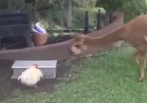 Huhn will sein Futter nicht teilen