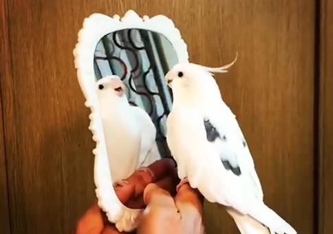 If You're Happy and You Know It - Nymphensittich Edition