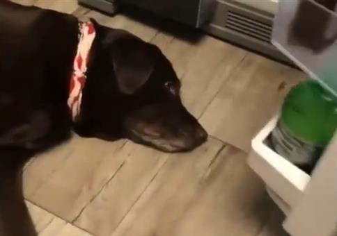 Neulich vorm Kühlschrank: Ich weiche keinen Mlilimeter!