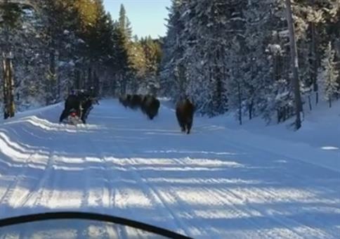 Als uns plötzlich die Bison Herde entgegen kommt