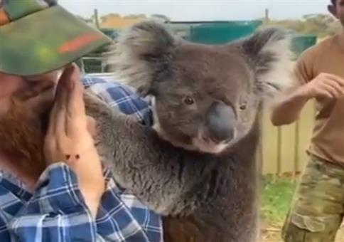 Vorsicht vor den Drop Bears!