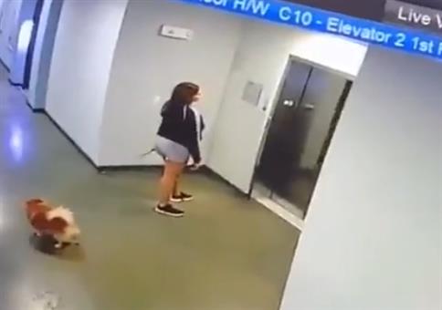 Hund vorm Fahrstuhl gerettet
