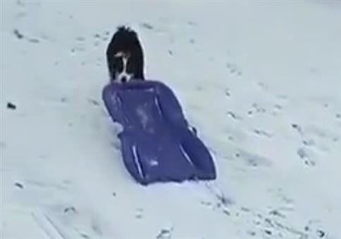 Hund mit Schlitten im Schnee