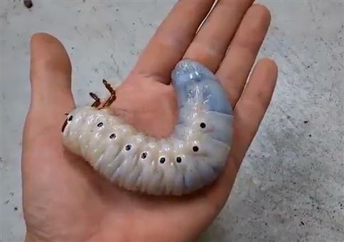 Aus einer Raupe wird ein Herkuleskäfer