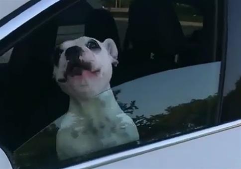 Ein Hund, der wunderschön singt