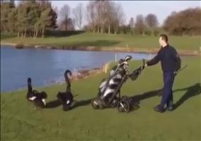 Schwanattacke optisch aufgewertet