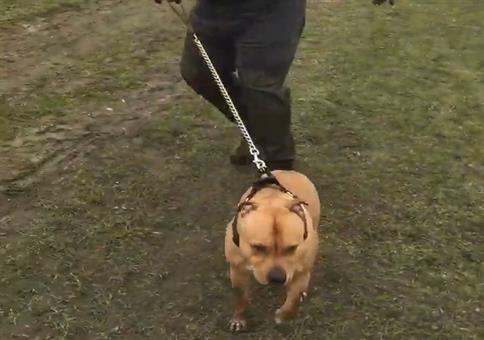 Hund geht mit Herrchen Gassi