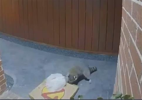 Wenn der Waschbär dir die Pizza klaut