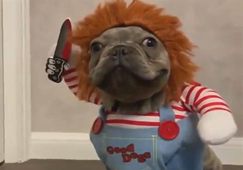 Chucky Hund