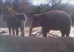 Elefant möchte unbedingt diesen Stock zerbrechen