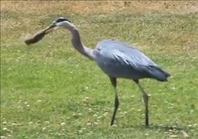 Reiher frisst Gopher