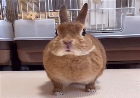 Meister Lampe hört aufs Kommando