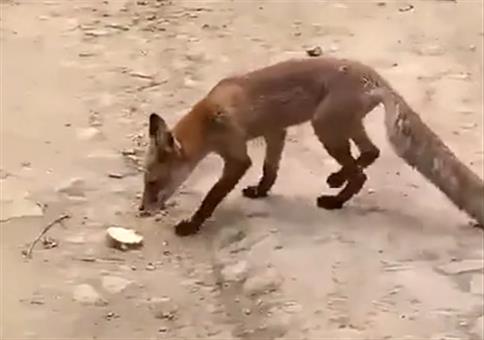 Brot für den Fuchs