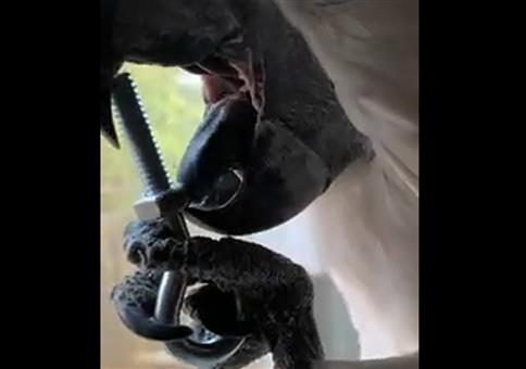 Papagei mit geschickter Zunge