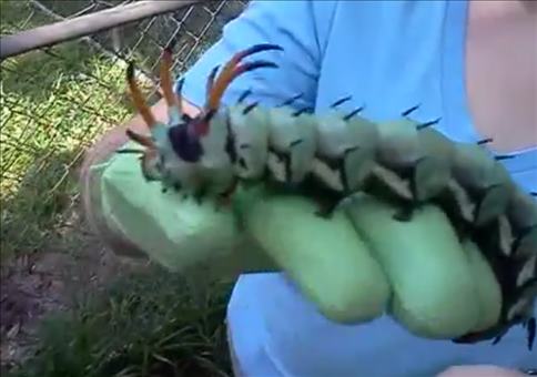 Die kleine Raupe Nimmersatt