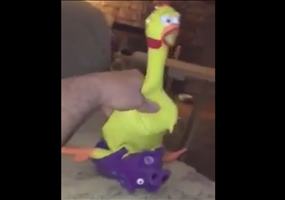 Still a Better Love Story than Twilight - Huhn und Schwein