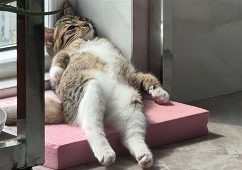 Hornoxe.com - Picdump #955