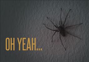 Spinne in der Wohnung