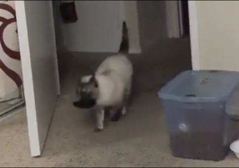 Katze bringt Maus nach Hause