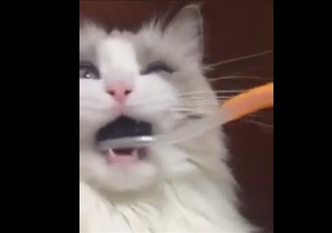 Katze von Zahnbürste überrascht