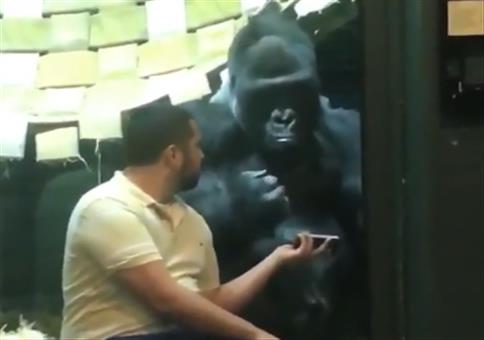 Gorilla schaut sich Gorilla Damen am Smartphone an