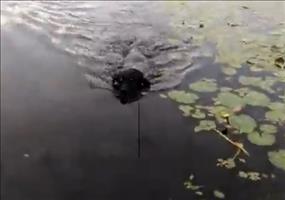 Hund mit sanftem Biss