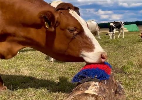 Massagebürste für Kühe