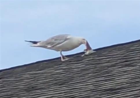 Da frisst die Möwe den Hai