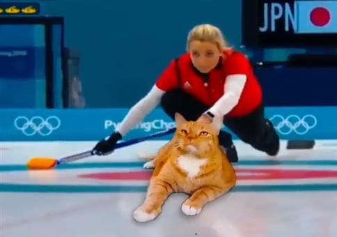 Katzen Curling