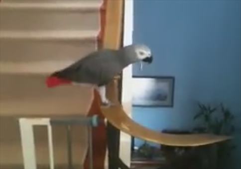 Papagei nimmt die Treppe