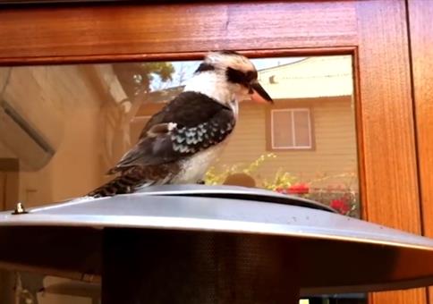 Der Ruf eines Kookaburra