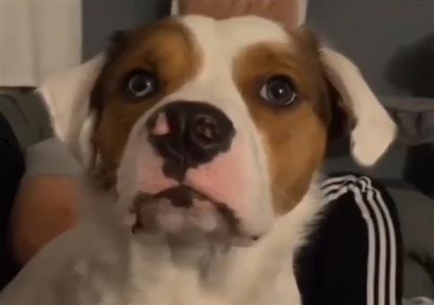 Mit dem Hund flüstern